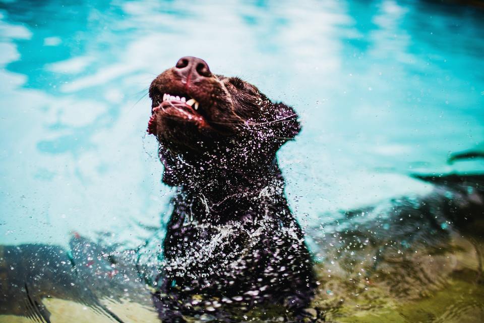 Aktyvų šunį, kuris mėgsta maudytis, reikėtų maudyti dažniau.